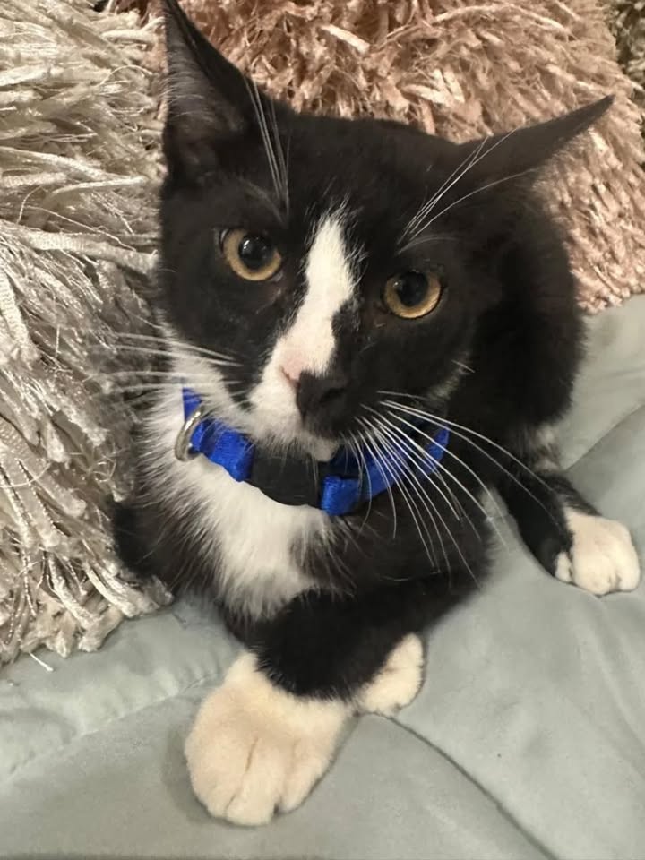 Adopción de gatos en Risaralda 