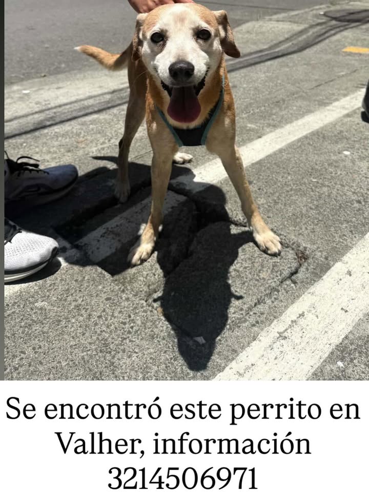 Perro encontrado en Valher 