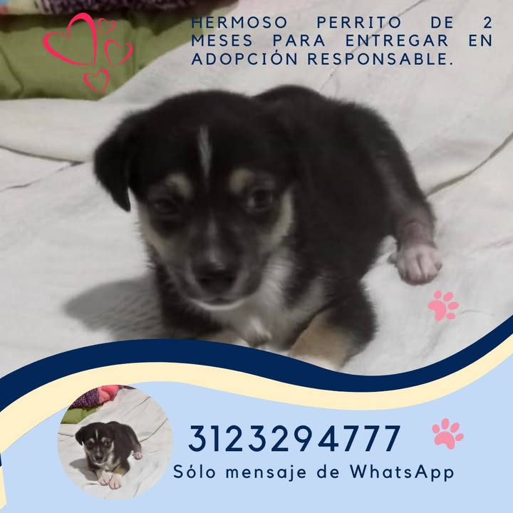 Adopción de Cachorro en Risaralda, Colombia 
