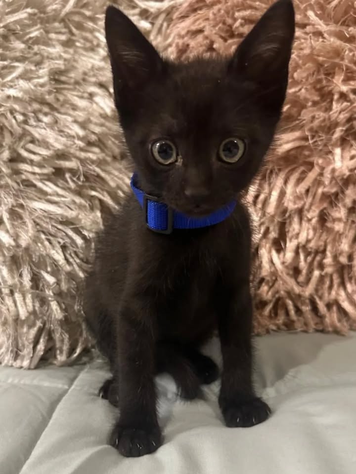 Adopción de gatos en Risaralda 