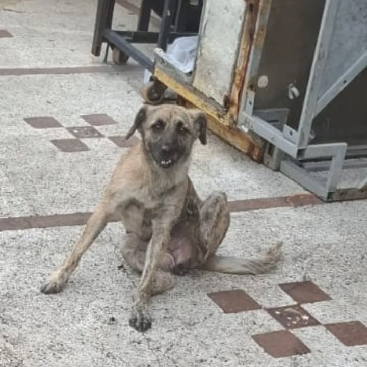 Adopción canina en Pereira 