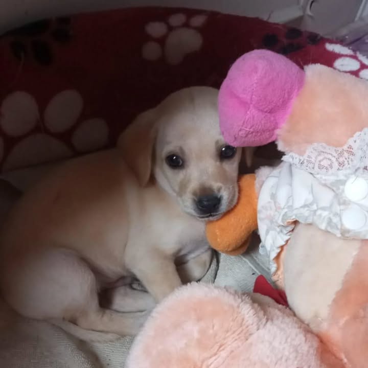 Cachorritos en adopción responsable 