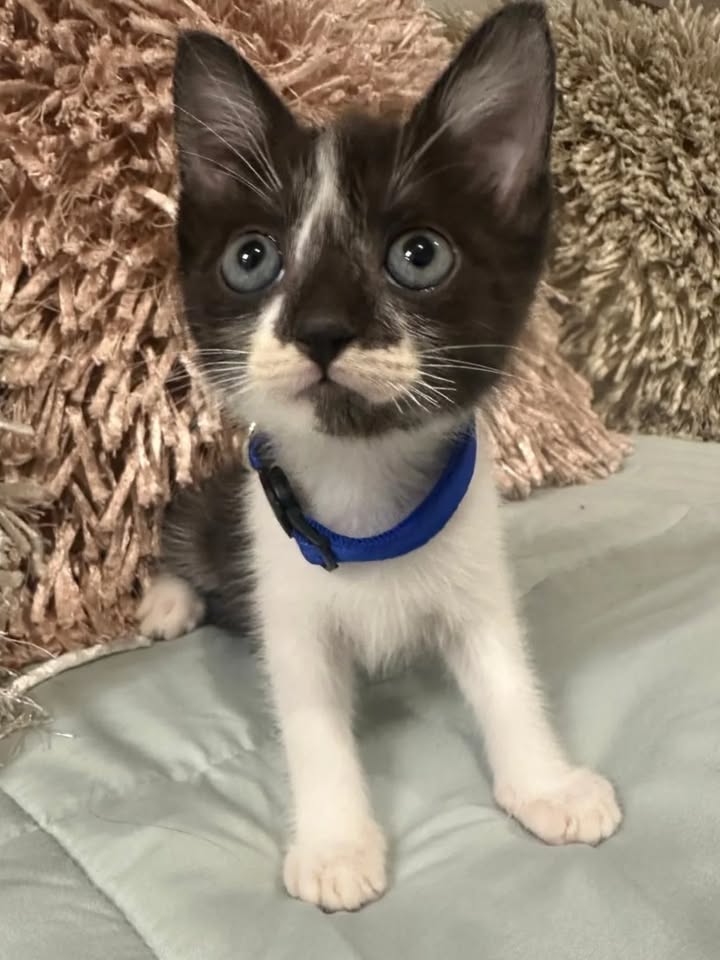 Adopción de gatos en Risaralda 