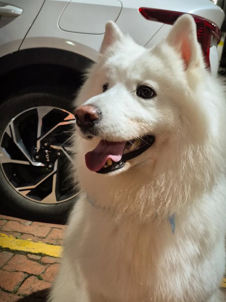 Adopción de perro en Risaralda 