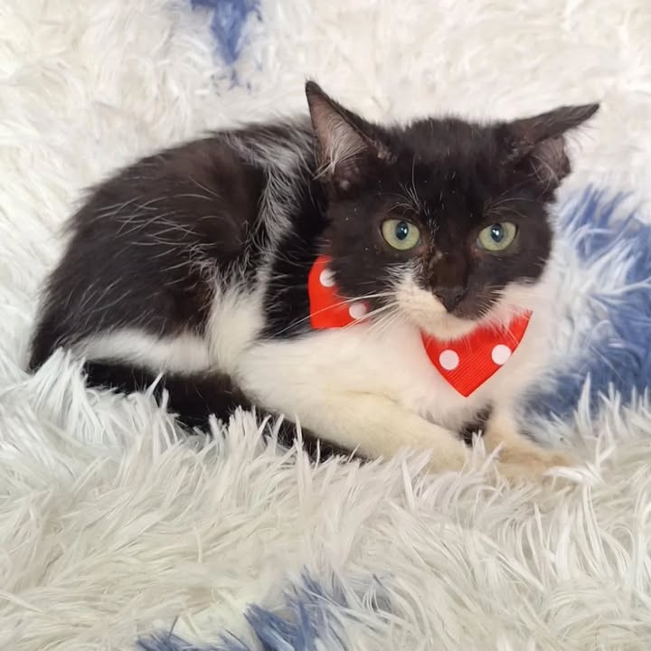 Gatos en adopción responsable en Risaralda 