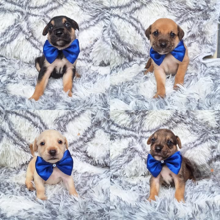 Adopción de Cachorros Machos en Risaralda 