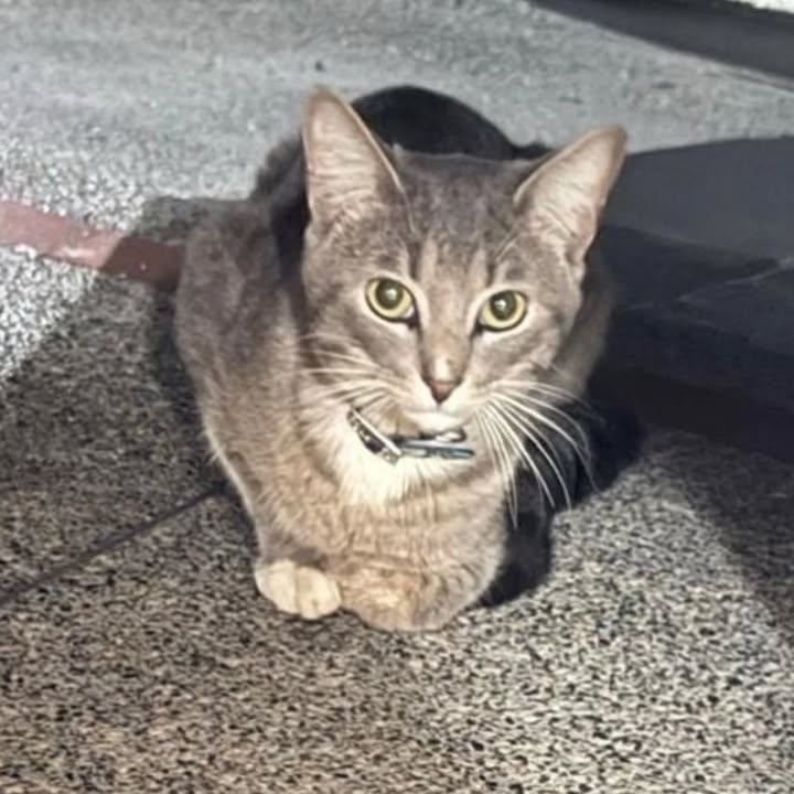 Adopción Gato Simon Risaralda