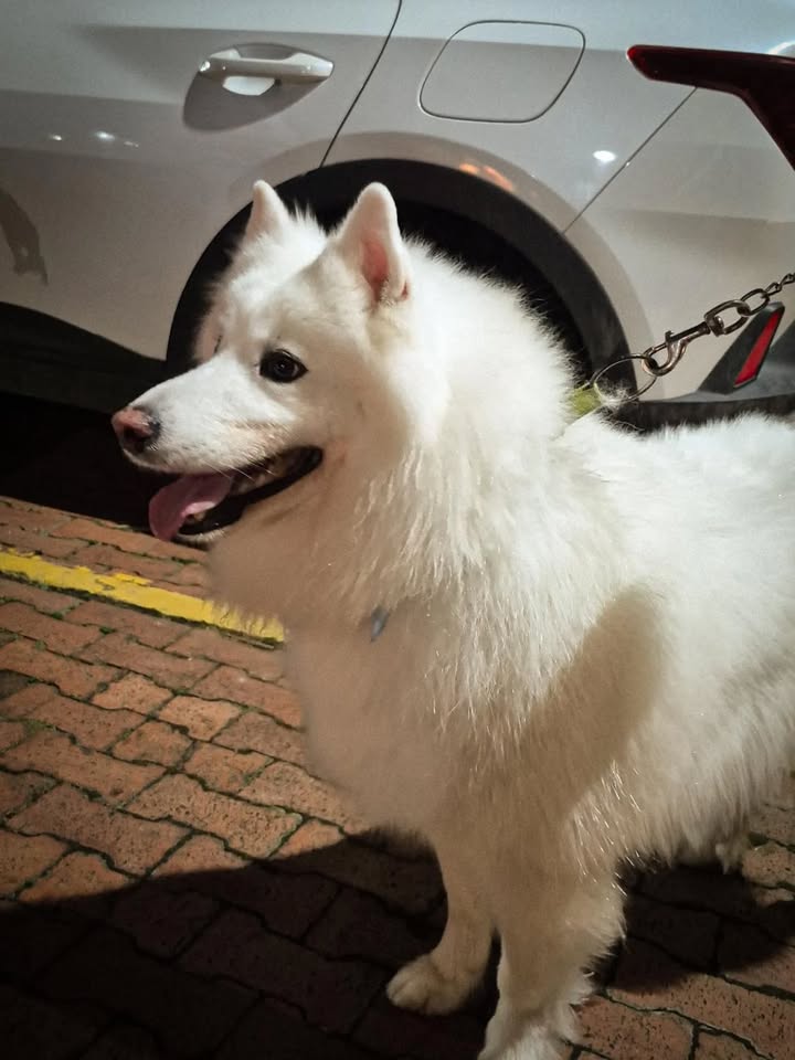 Adopción de perro en Risaralda 