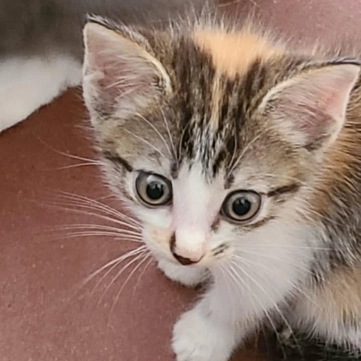 Gaticos en adopción en La Victoria, Valle 