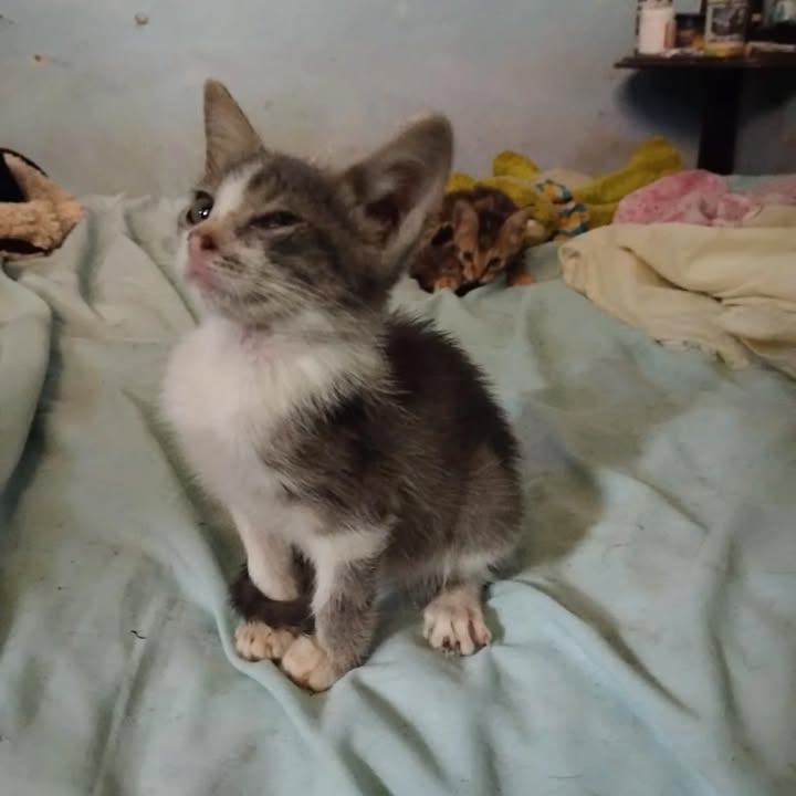 Gaticos en adopción en La Victoria, Valle 