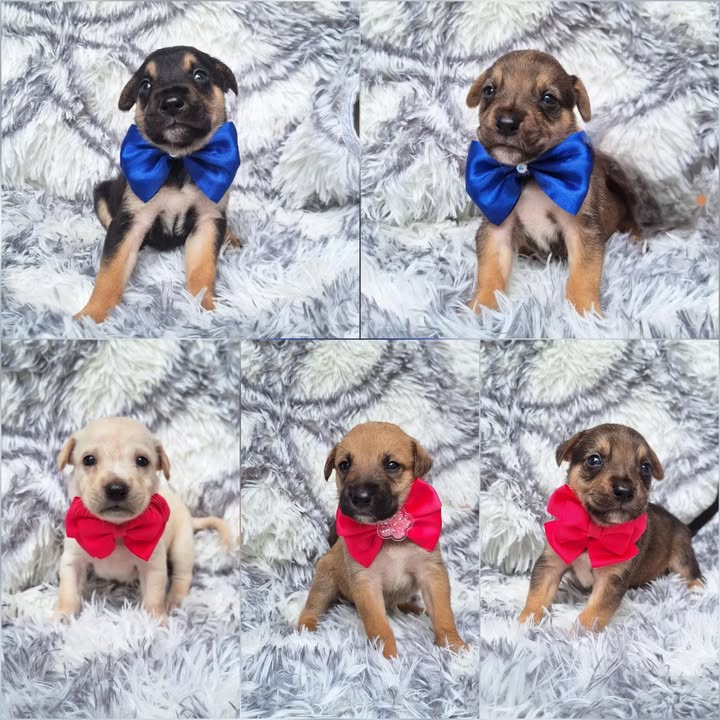 Cachorros en adopción en Risaralda 