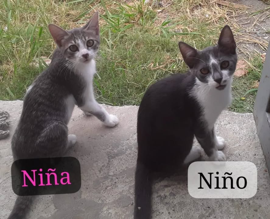 Gatitos en adopción en La Victoria, Valle 