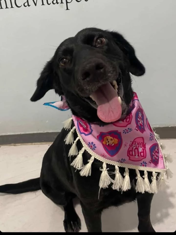 Adopción de perrita en Risaralda 