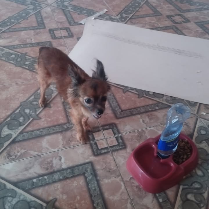 Perro perdido en Expansión Norte, La Virginia 