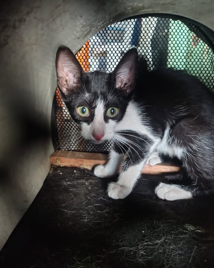 Gato en adopción en El Progreso, La Virginia 