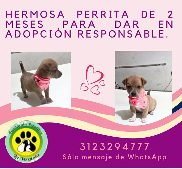 Adopción de Cachorro en Risaralda, Colombia 