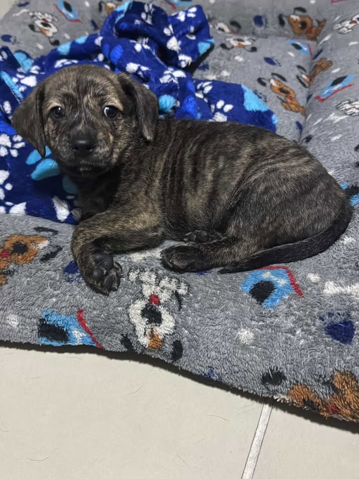 Cachorro encontrado en Cuba, Risaralda 