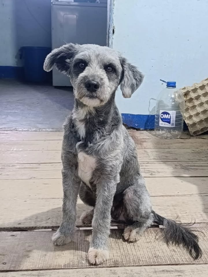 Adopción de Perra en Risaralda 