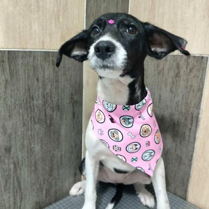 Adopción Canina en Risaralda