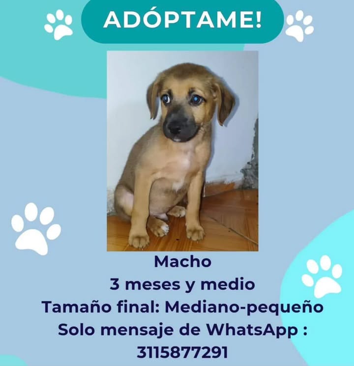 Adopción de Cachorro en Risaralda 