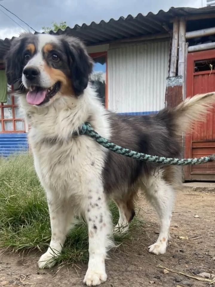 Adopción de perro en Dosquebradas, Risaralda 