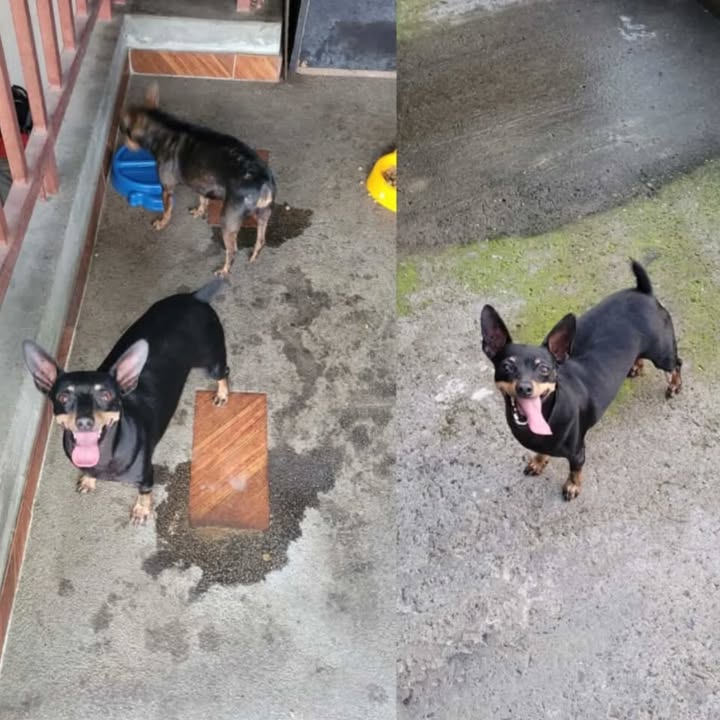 Adopción Responsable de Perros en Risaralda 