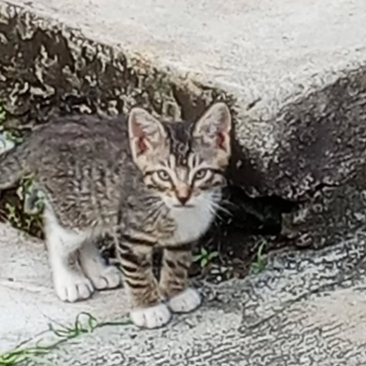 Gaticos en adopción en Risaralda 