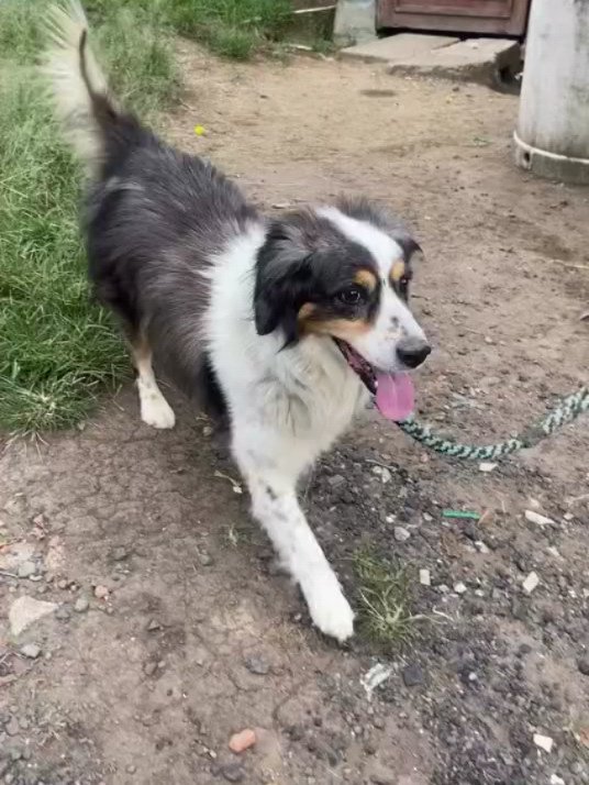 Adopción de perro en Dosquebradas, Risaralda 