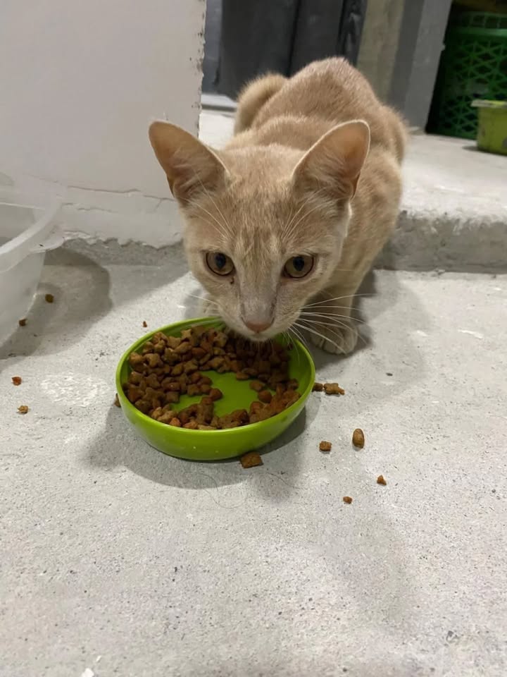 Adopción de Gato Macho en Risaralda 