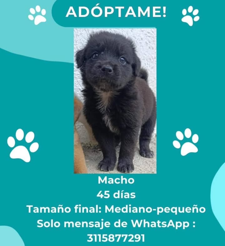 Adopción de Cachorro en Risaralda 