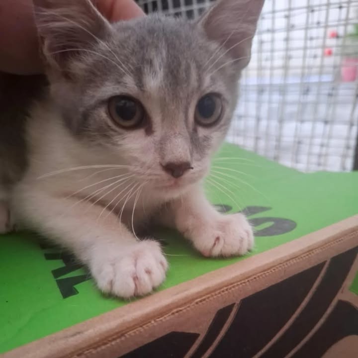 Gatos en adopción en La Victoria, Valle 