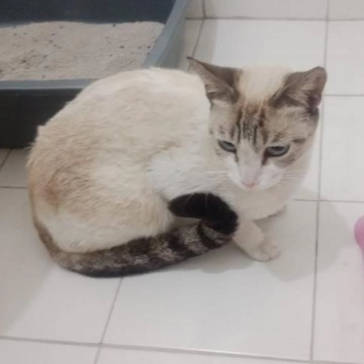 Gatita en Adopción 