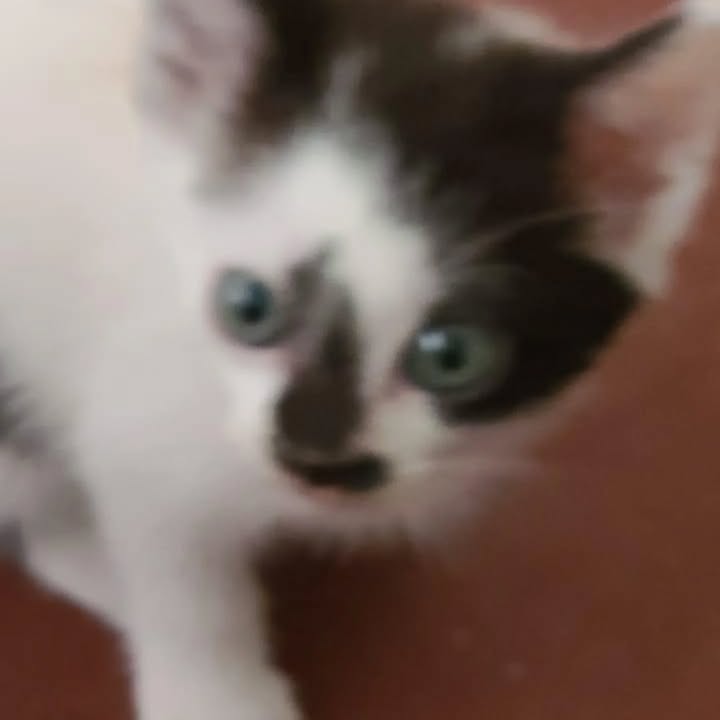 Gaticos en adopción en La Victoria, Valle 