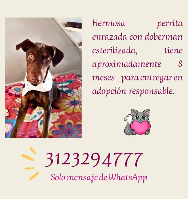 Adopción de Cachorro en Risaralda, Colombia 