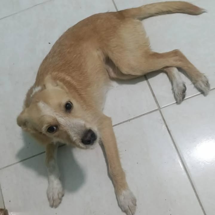 Adopción Canina en Pereira 