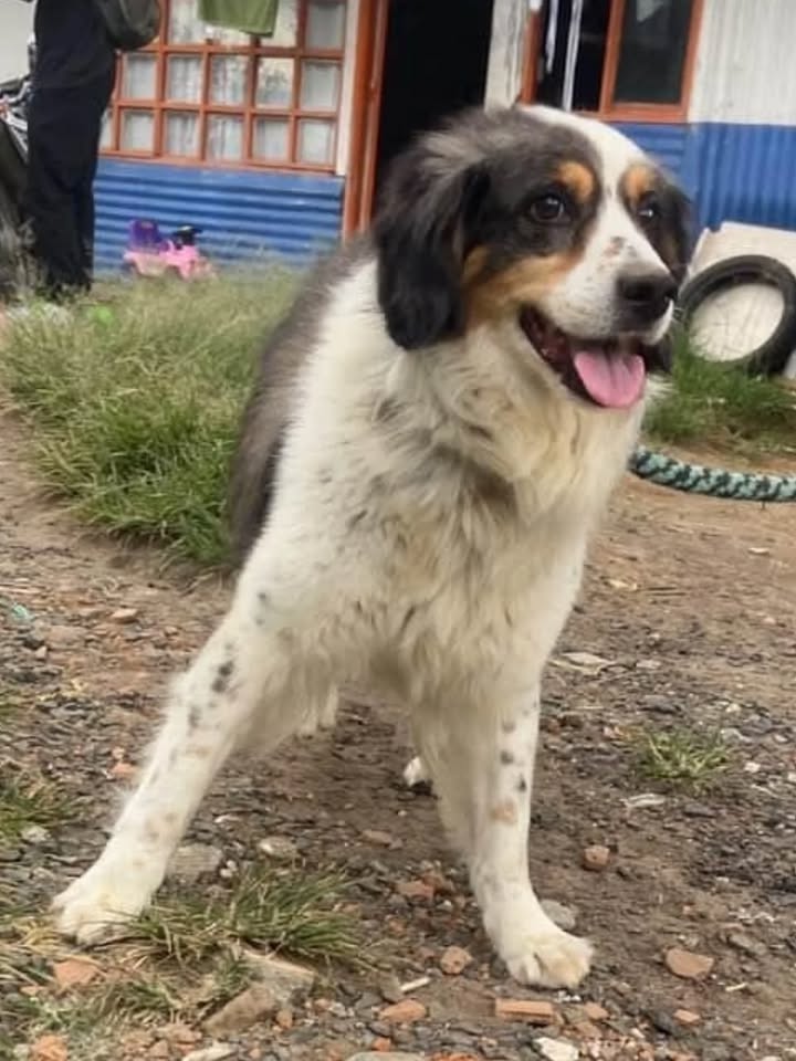 Adopción de perro en Dosquebradas, Risaralda 