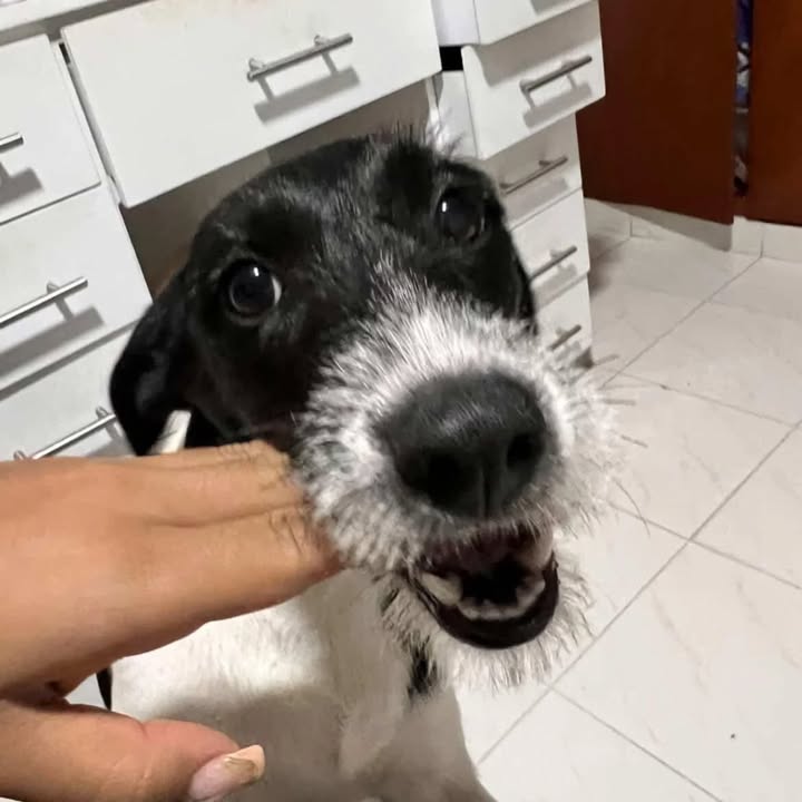 Adopción Canina en Risaralda 