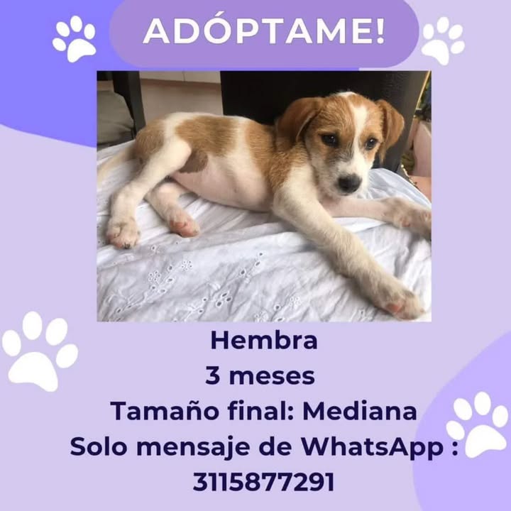 Adopción de Perro en Risaralda 