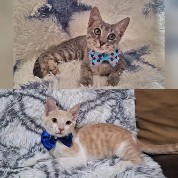 Gatos en adopción Risaralda 