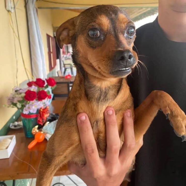 Adopción de Perro en Risaralda, Colombia 