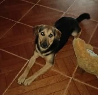 Adopción de Perro en Risaralda, Colombia 