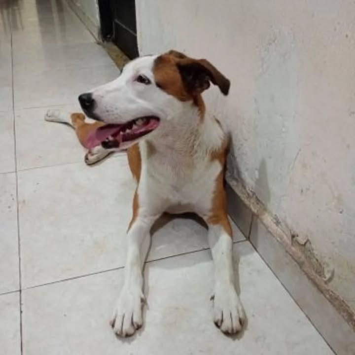 Adopción de Perro en Risaralda, Colombia 