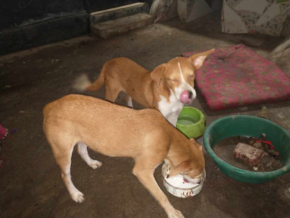 Adopción de Perros en Risaralda 