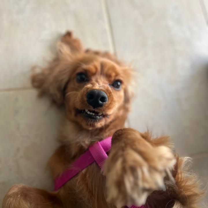 Perro en adopción busca un hogar en Risaralda 