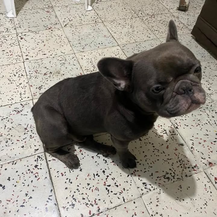 Adopción de perro en Risaralda 