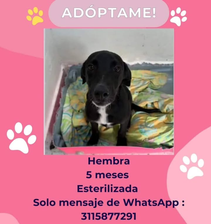 Adopción de Cachorro en Risaralda 