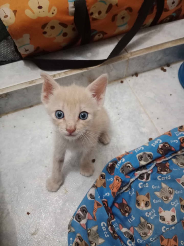 Adopción de Gaticas en Risaralda 