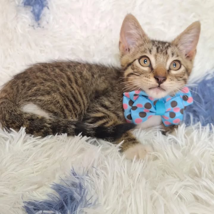 Gatos en adopción responsable en Risaralda 