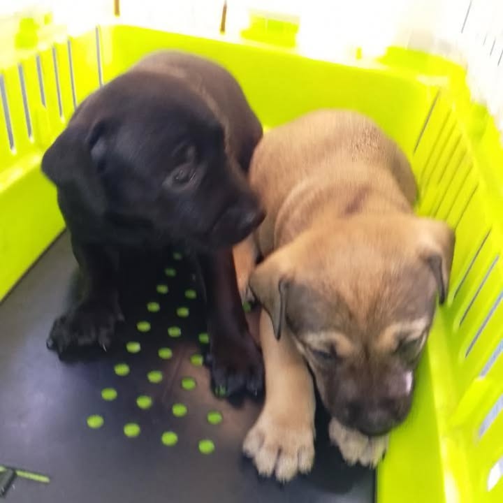 Cachorros en Adopción Pereira 