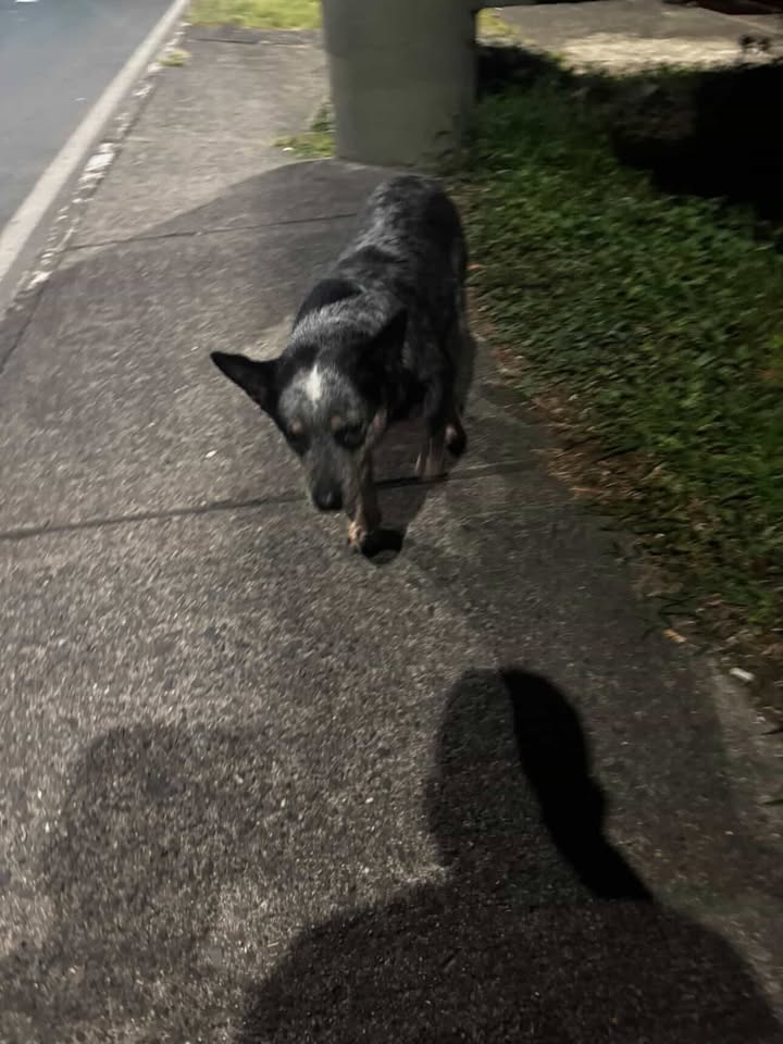 Perro encontrado en Avenida Sur, Risaralda 